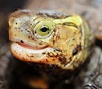 Bataguridae (Geoemydidae)