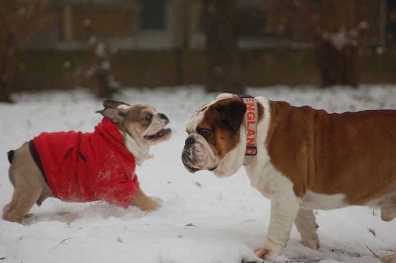 rencontre bulldog anglais