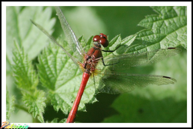 00910 dans nature