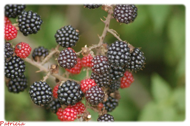 Mûres dans nature 010010