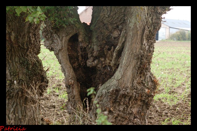 010310 dans nature