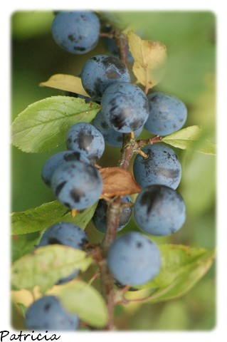 ATTENTION dans nature 011110