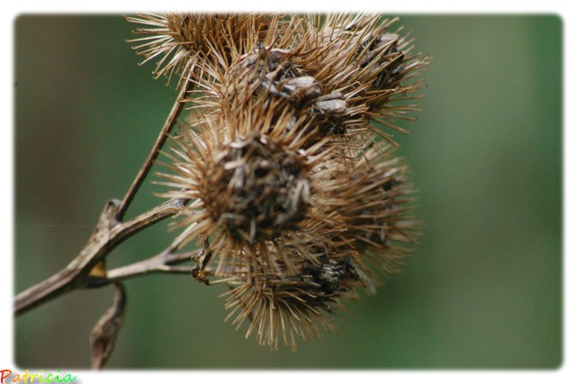 nature morte.. dans nature 011610