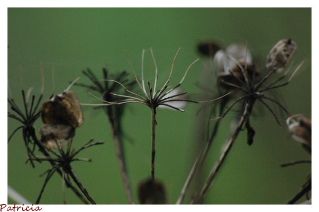 011710 dans nature