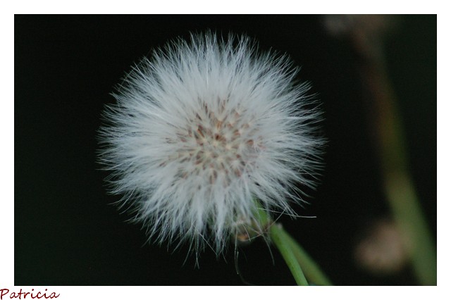 011810 dans nature