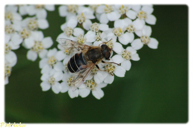 011910 dans nature