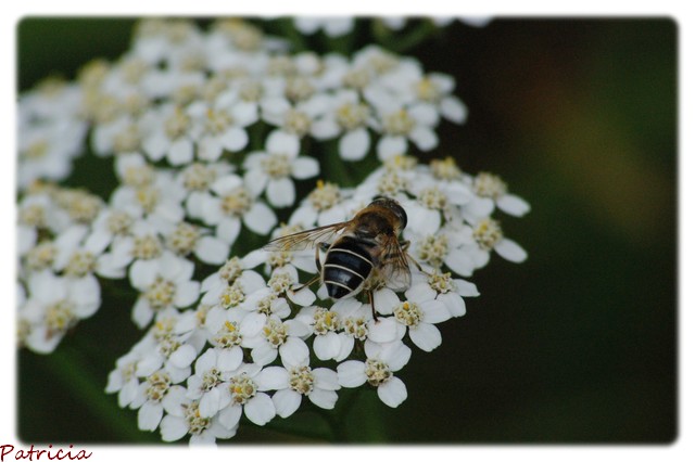 miam...miam.... dans nature 012110