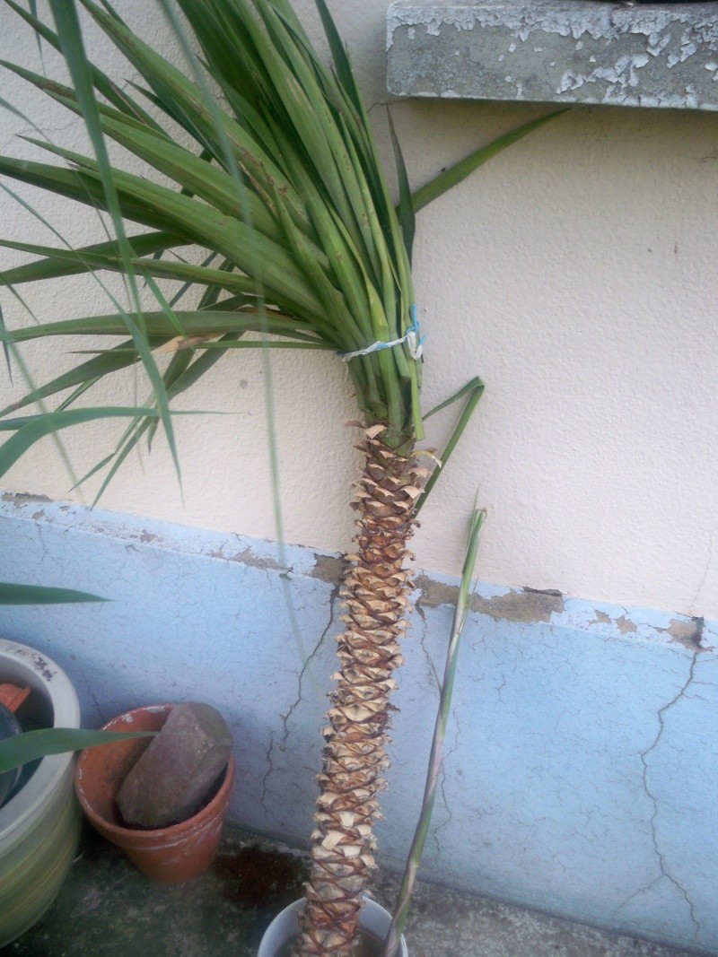 planter une branche de yucca