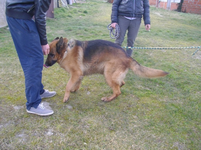 rencontre canine 2010