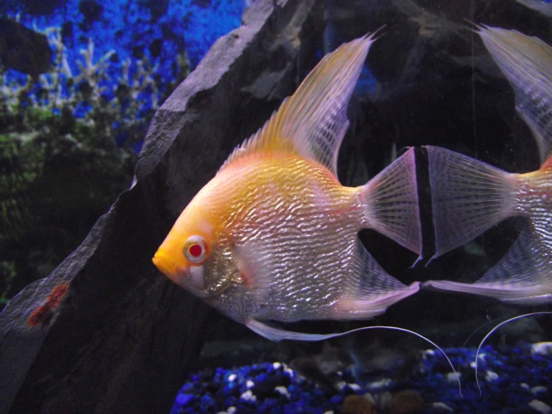 Angelfish Mating