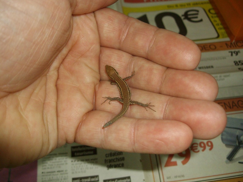 Comment Empecher Les Lezards De Rentrer Dans La Maison Surprise d'un lézard des murailles...