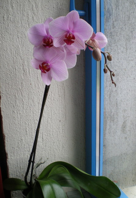 orchid10.jpg