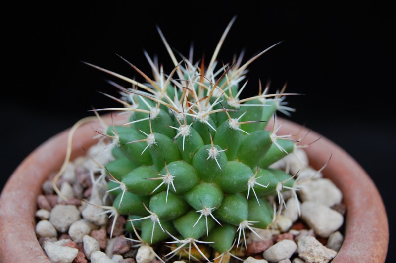 mammillaria bucareliensis