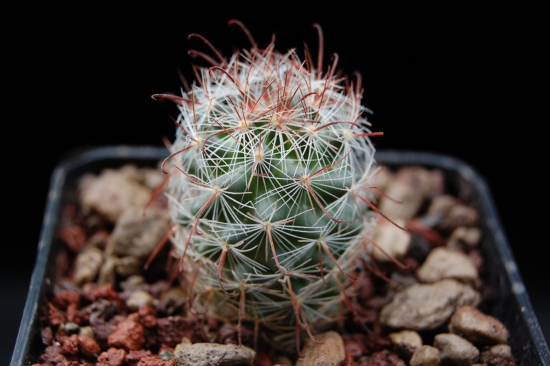 mammillaria barbata