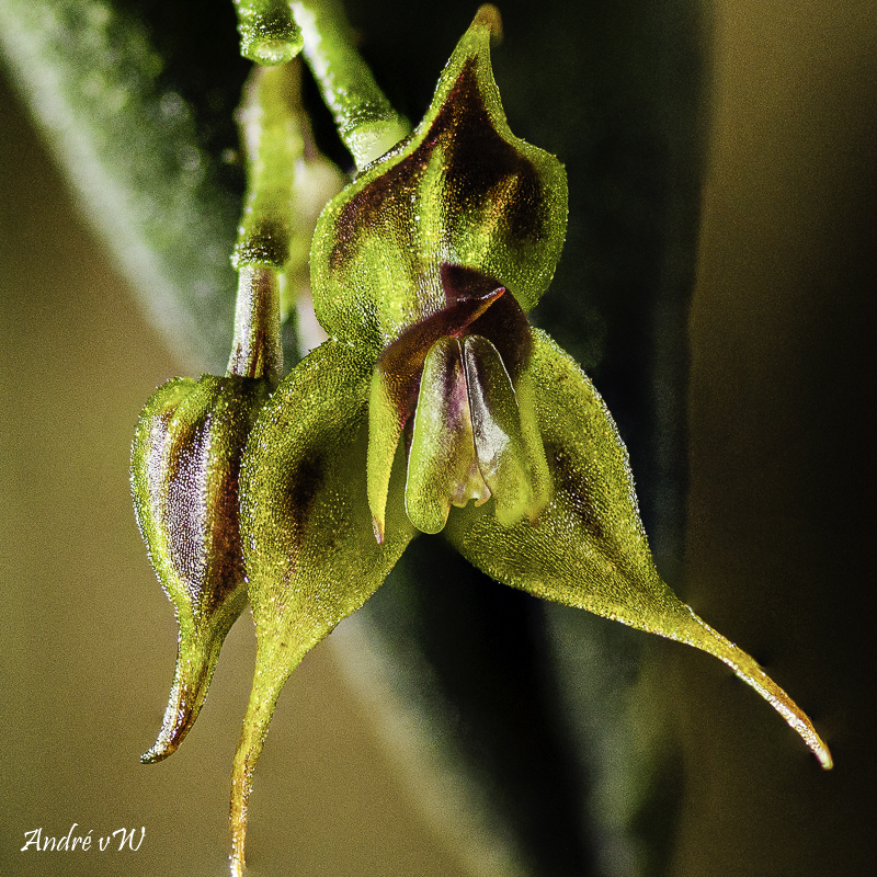 orchid47.jpg
