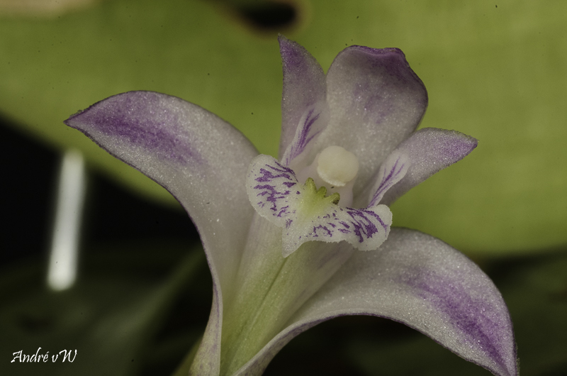 orchid51.jpg