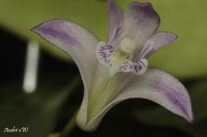 orchid52.jpg